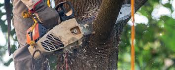 Best Emergency Tree Removal  in Gibson City, IL