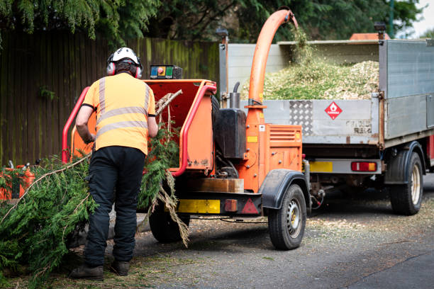 Best Tree Health Inspection  in Gibson City, IL