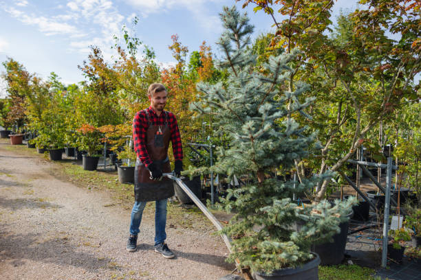 How Our Tree Care Process Works  in  Gibson City, IL