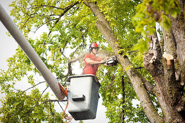 Best Tree Cabling and Bracing  in Gibson City, IL