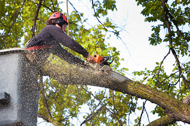 Best Commercial Tree Services  in Gibson City, IL