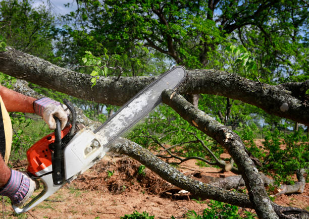 Best Leaf Removal  in Gibson City, IL